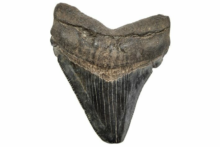 Juvenile Megalodon Tooth - South Carolina #195947